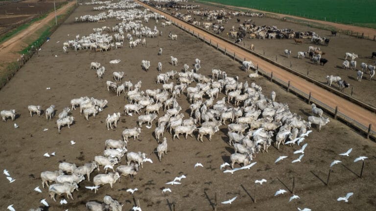 Dünyanın en büyük et şirketi Amazon ormansızlaştırma taahhütlerini yine bozabilir