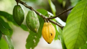 Kakao krizi kapıda: Çiftçiler 2030’a kadar üretimin yok olabileceği uyarısında bulundu