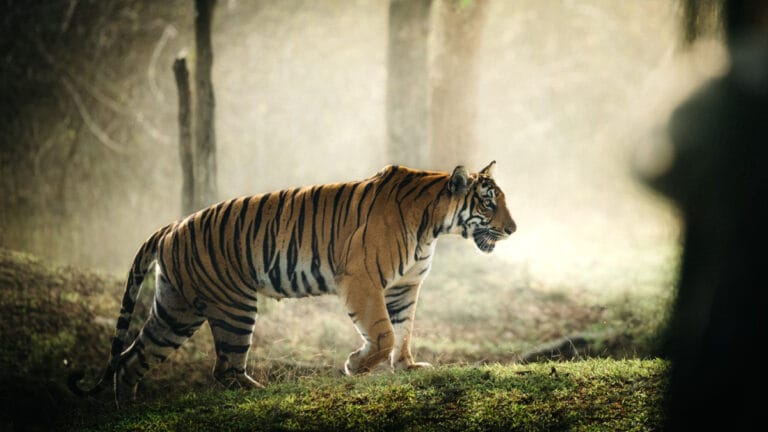 Nepal’de Bengal kaplanlarının sayısı son 12 yılda üçe katlandı