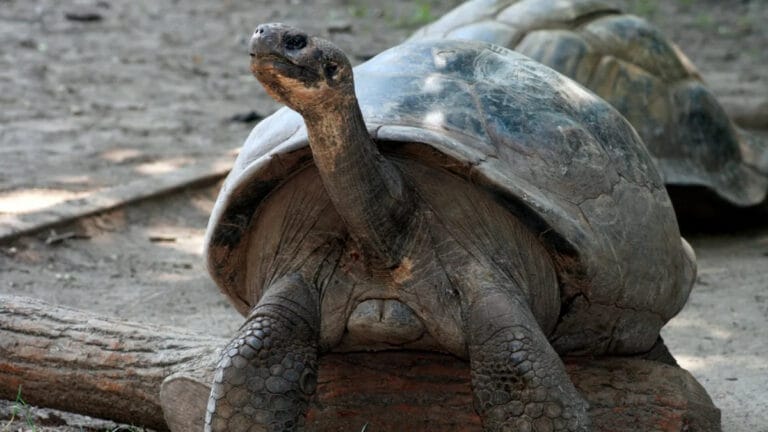 100 yaşındaki kaplumbağalar ilk kez ebeveyn oldu: Philadelphia Hayvanat Bahçesi’nde tarihi doğumlar
