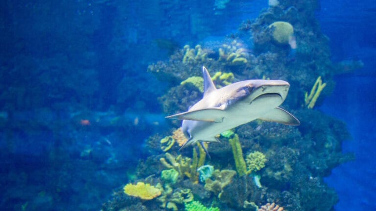 Bazı köpekbalıkları insanlardan korktukları için ısırıyormuş