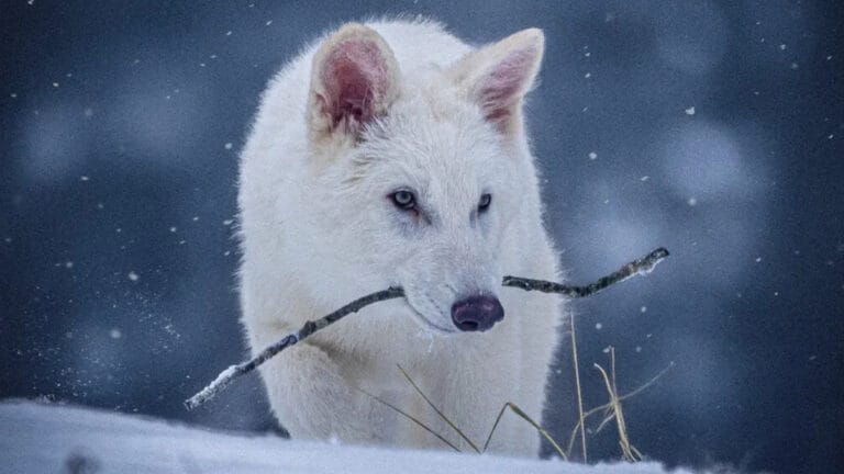 “Game of Thrones” kurtları geri döndü!