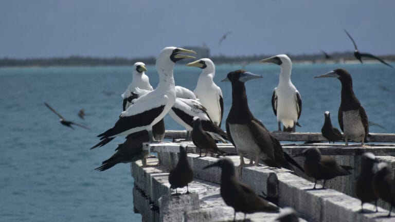 SpaceX’in roket kargo projesi Pasifik’teki deniz kuşlarını tehdit ediyor