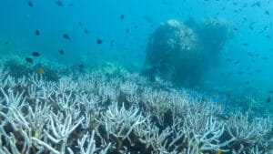 2025’te mercanlar alarm veriyor: Beyazlama rekor seviyeye ulaştı