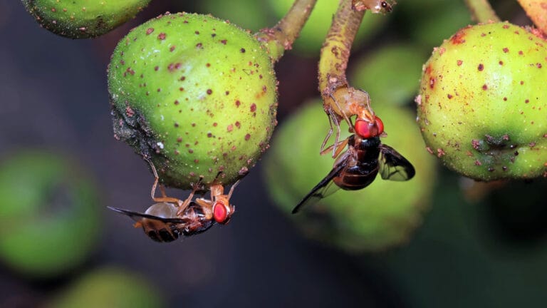 Dişi meyve sinekleri ‘alkollü erkek seviyor’