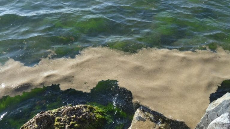 Armutlu’da müsilaj görüldü