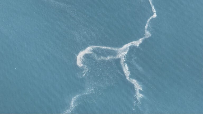 İstanbul’da müsilaj yeniden ortaya çıktı