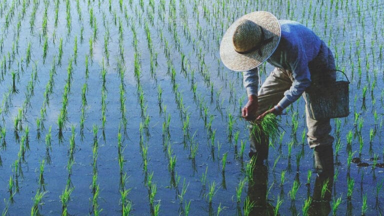 İklim krizi pirinçte arsenik riskini artırıyor!