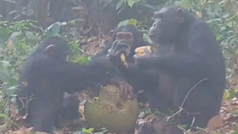 Şempanzeler fermente meyveyle sosyalleşiyor: Ziyafet geleneğinin evrimsel kökeni mi?