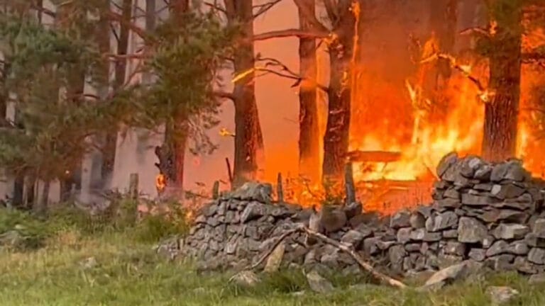 İngiltere’nin en nadir yaban hayatı, orman yangınları nedeniyle yok olma tehlikesiyle karşı karşıya