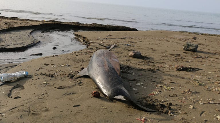 Sinop’ta 2017’den bu yana 130 yunus karaya vurdu: En büyük etken balıkçı ağları