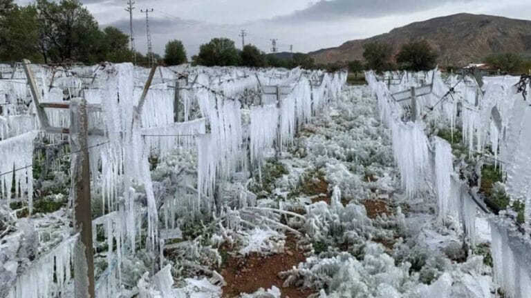 Doğuda karla karışık yağmur var! Zirai don uyarısı yapıldı