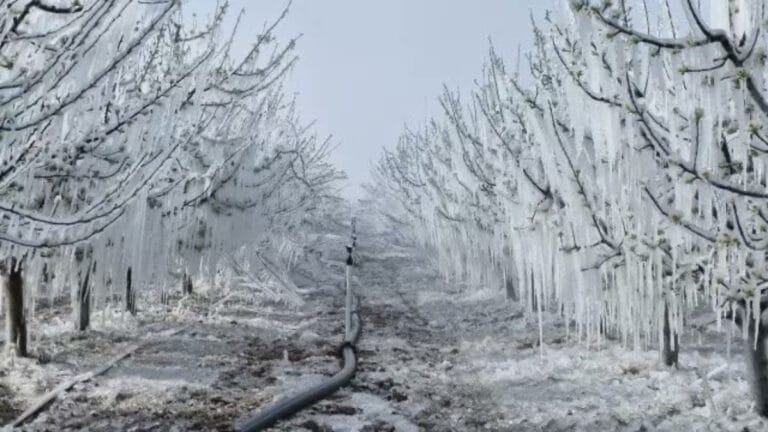 Zirai Don Felaketi: Türkiye Tarımında Büyük Tehdit Kapıda!