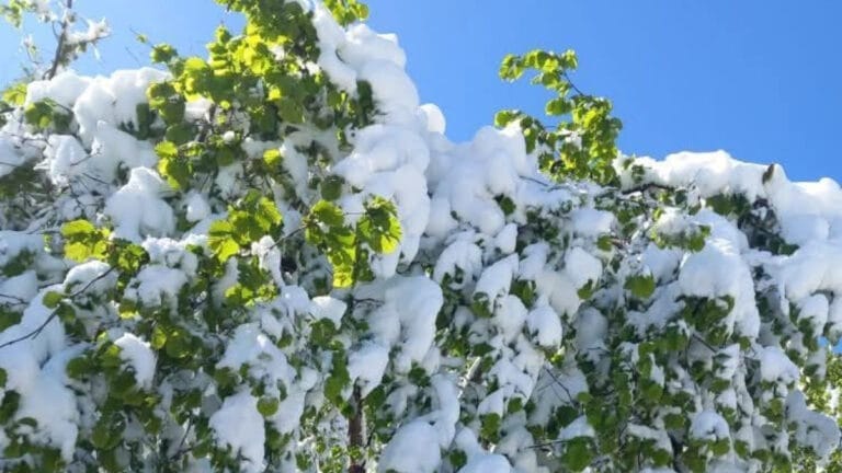 Kar, yağmur, zirai don uyarısı! Bu bölgeler dikkat