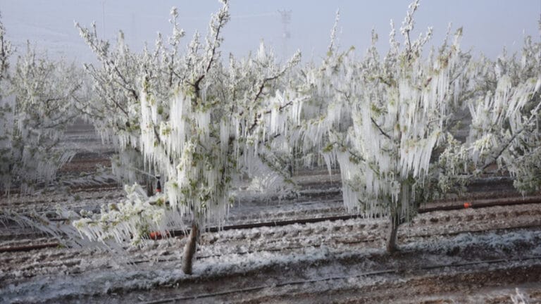 Hava sıcaklıkları artıyor, zirai don tehlikesi devam ediyor