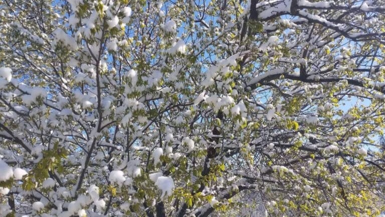 Zirai Don Nedir? Tarım İçin Tehlikeli Bir Doğa Olayı Hakkında Her Şey