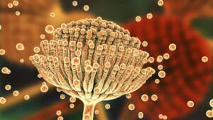 İklim değişikliğiyle birlikte ölümcül mantar türü Avrupa’nın yeni bölgelerine yayılabilir