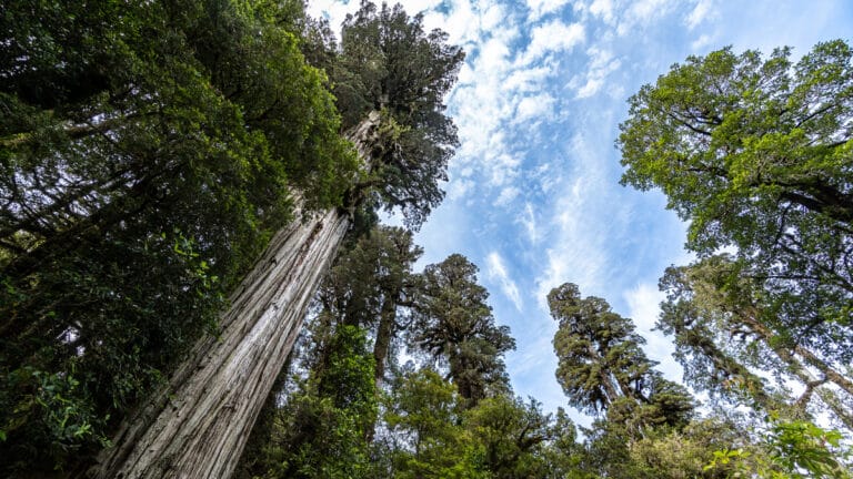 Dünyanın en yaşlı ağacı Büyükbaba tehdit altında