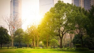 Şehirlere daha fazla ağaç dikilmesi, Avrupa’da son 20 yılda 1,1 milyon hayat kurtarabilirdi