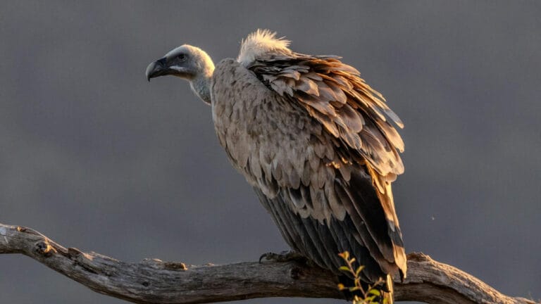 Zehirlenmiş fil ölüsü, Güney Afrika milli parkındaki 123 akbabayı öldürdü