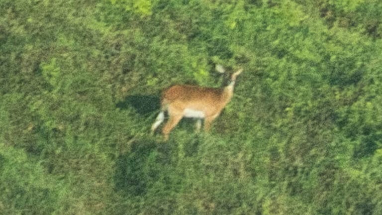 Kongo’da nesli tükenme tehlikesindeki “unutulmuş antilop” ilk kez görüntülendi