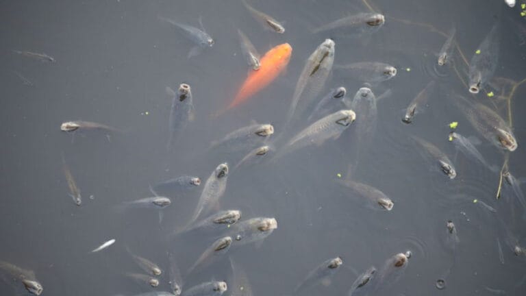 Asi Nehri’ndeki kirlilik toplu balık ölümlerine yol açtı