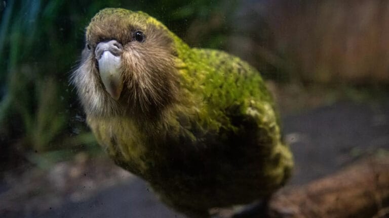 Bilim insanları nesli tükenmek üzere olan papağandan sperm toplamak için sıra dışı yöntemler geliştiriyor