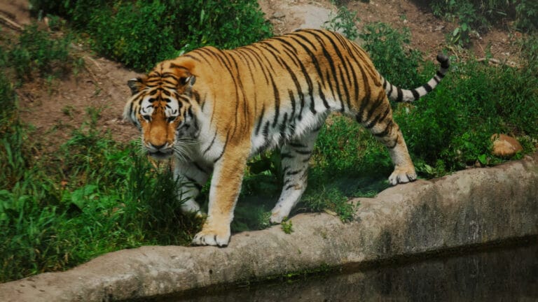 Hindistan’ın Assam eyaletinde kalabalık bir Bengal kaplanını öldürdü