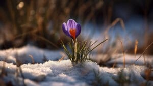 Arktik bitki değişimi, iklim krizinin sessiz ama keskin uyarıcısı olabilir