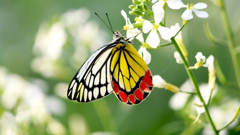 İngiltere’de kelebek sayılarında endişe verici düşüş