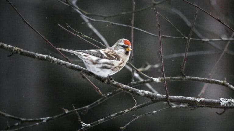 Beyaz renkli hayvanlara duyulan estetik ilgi yaban hayatı ticareti tehdidini artırıyor