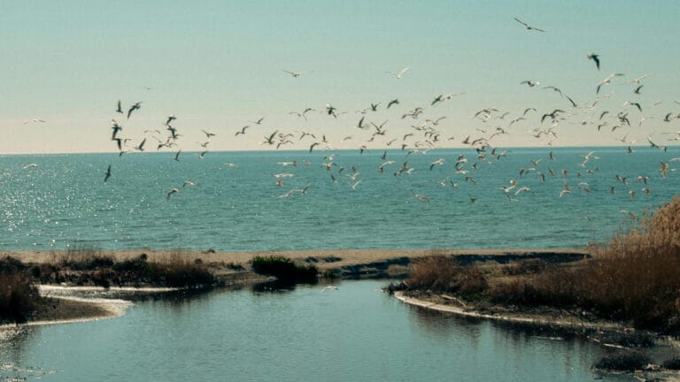 Kuş çeşitliliğinin korunması için göç rotaları haritalandırılacak