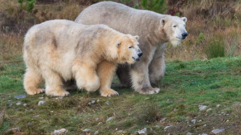 İngiltere’nin en yaşlı kutup ayısı sağlık sorunları nedeniyle uyutuldu