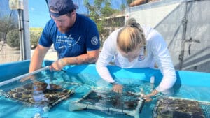 Florida’da mercan resiflerini kurtarmak için 1.000’den fazla mercan fidanı yetiştiriliyor
