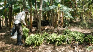 İklim krizi, küresel muz tedarikini vuruyor: Latin Amerika alarmda