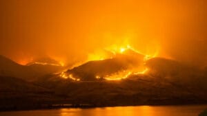 2024’te küresel ısınma ve yangınlar, dünya çapında ormanları rekor düzeyde yok etti