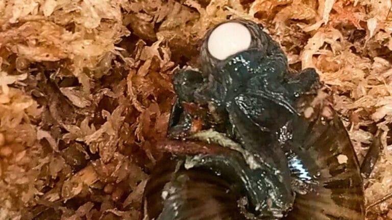 Nadir salyangoz, ilk kez boynundan yumurta bırakırken görüntülendi