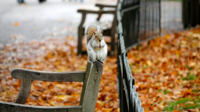 Yaban hayatı geri getirmek azalan biyoçeşitliliğe karşı ‘panzehir’ olabilir mi?