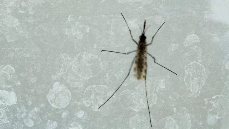 GDO’lu sivrisinekler sıtma ile mücadelede yeni umut olabilir