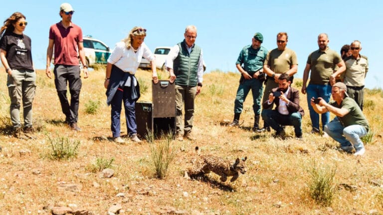 Nesli tükenmekten kurtarılan İber vaşağı şimdi İspanya’da belirsiz bir gelecekle karşı karşıya