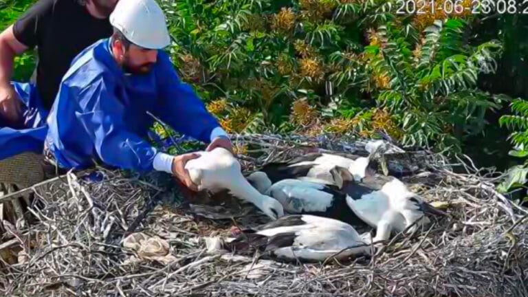 Yaren leylek baba oldu