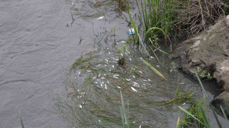 Yeşilırmak Nehri’nde balık ölümleri yaşandı