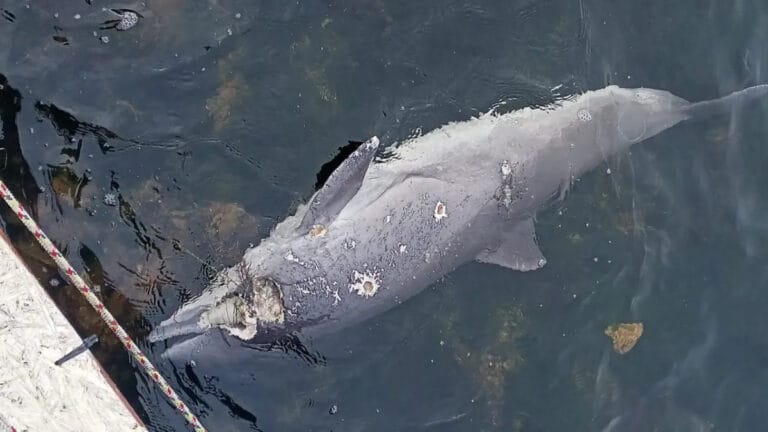 Kocaeli’de sahilde ölü yunus bulundu