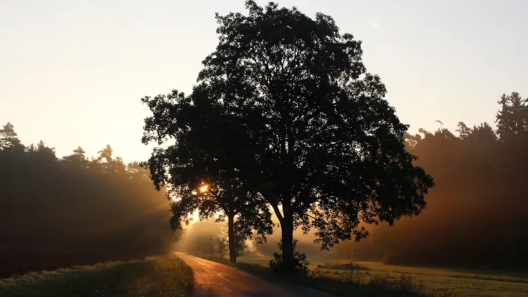 Yaz gündönümünde ağaçların gizli hesabı: Büyüme ve üreme için gökten gelen sinyal