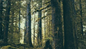 Yeni harita: Dünya genelinde orman restorasyonu için en uygun alanlar belirlendi