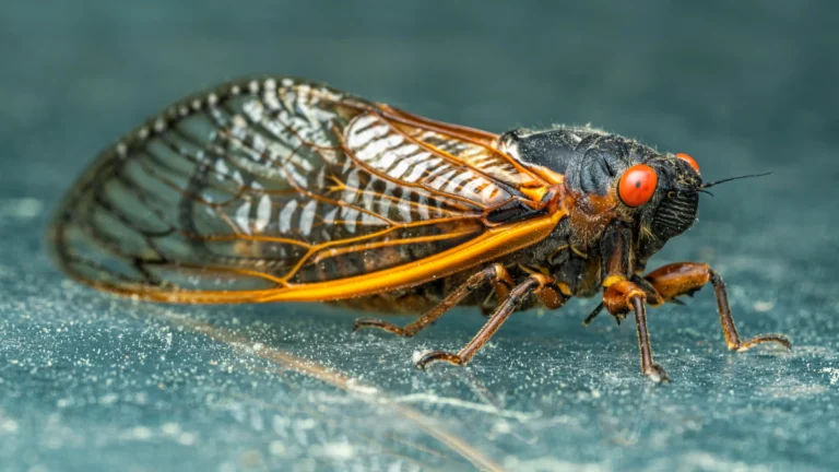 Ağustos böcekleri 30 yıl sonra İngiltere’ye geri döndü