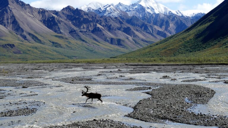 Trump yönetimi Alaska’da milyonlarca dönüm doğal alanı sondaj ve madenciliğe açıyor