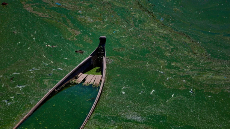 Zehirli alg patlamaları ekosistemleri tehdit ediyor: Fillerden deniz aslanlarına küresel tehlike