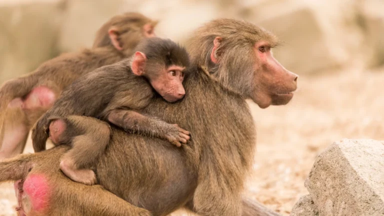 Babalarıyla yakın bağ kuran dişi babunlar daha uzun yaşıyor