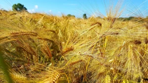 Rusya’nın tahıl ambarı Rostov’da kuraklık nedeniyle OHAL ilan edildi